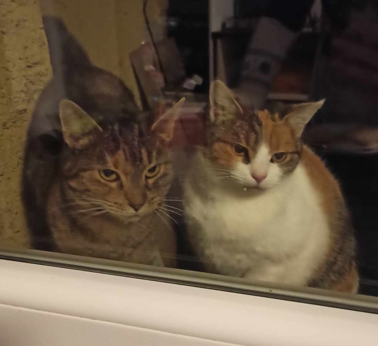 Kočky bez sýra.....opravdu existují:-)