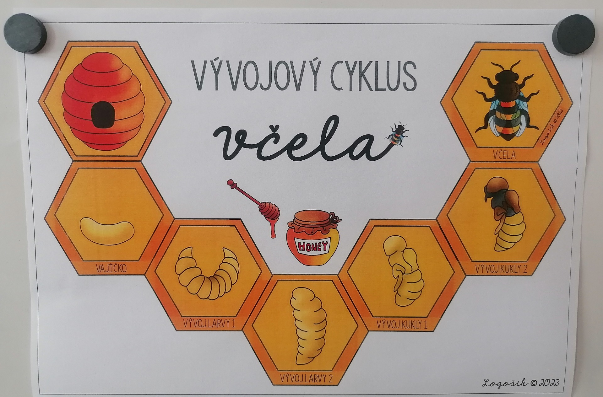 Od vajíčka k dospělé včelce