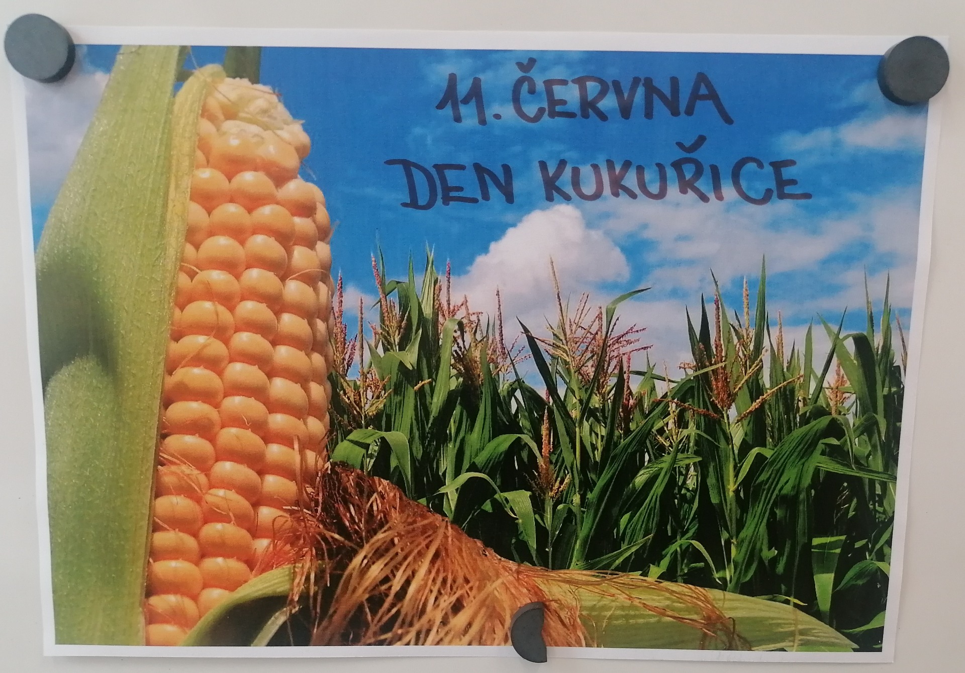 Den kukuřice a jeho plakátek na tabuli